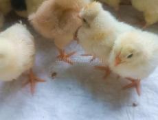 Цыплята