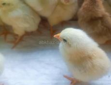 Цыплята