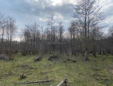 Гудаута золотой берег