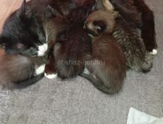 Дарю котят.