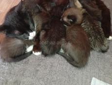 Дарю котят.