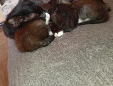 Дарю котят.