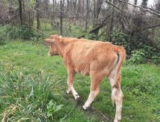 Продаётся тёлка