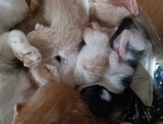 Отдам котят через 3 месяца