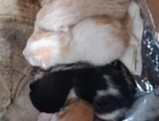 Отдам котят через 3 месяца