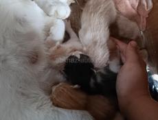 Отдам котят через 3 месяца