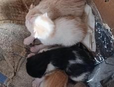 Отдам котят через 3 месяца