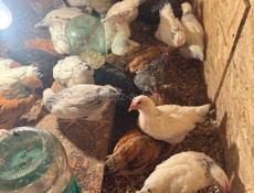 цыплята куры петухи