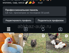 цыплята куры петухи