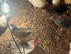 цыплята куры петухи 