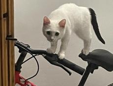 Потерялся котенок