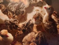 Продаются индюшата