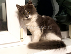 Котенок в добрые руки 