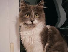 В добрые руки 