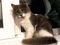 В добрые руки