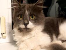 В добрые руки