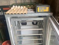 Продаю два инкубатора. Вместимость- 500 яиц каждый. 