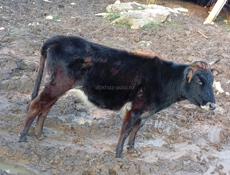 Бычок. 3 года.