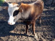 Бычок. 3 года.