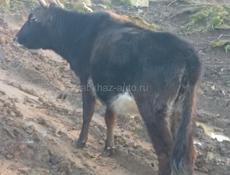Бычок. 3 года.