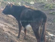 Бычок. 3 года.