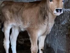 Продам бычка