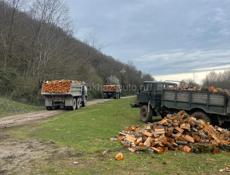 Дрова Ахьаца Граб Альха 9961888