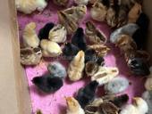 Продаются цыплята , мясо-яичная порода ,напоенные витаминами 