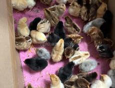 Продаются цыплята , мясо-яичная порода ,напоенные витаминами 