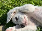 Продаю щенков Английского сейтера 