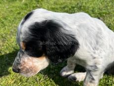 Продаю щенков Английского сейтера 