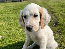 Продаю щенков Английского сейтера 