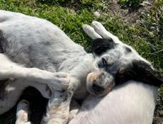 Продаю щенков Английского сейтера 