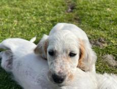 Продаю щенков Английского сейтера 