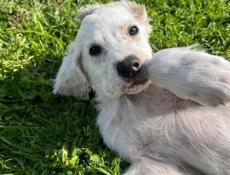 Продаю щенков Английского сейтера 