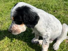 Продаю щенков Английского сейтера 