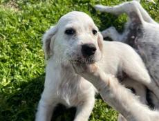 Продаю щенков Английского сейтера 