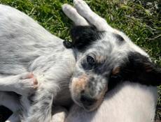 Продаю щенков Английского сейтера 