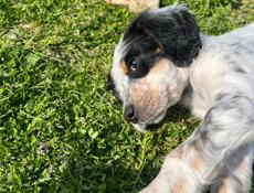 Продаю щенков Английского сейтера 