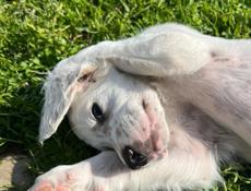 Продаю щенков Английского сейтера 