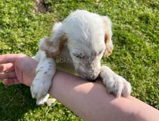 Продаю щенков Английского сейтера 