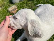Продаю щенков Английского сейтера 