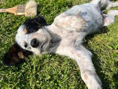 Продаю щенков Английского сейтера 