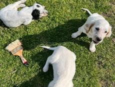 Продаю щенков Английского сейтера 