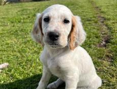 Продаю щенков Английского сейтера 