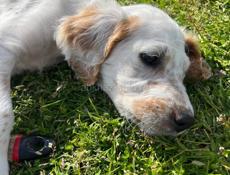 Продаю щенков Английского сейтера 