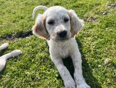 Продаю щенков Английского сейтера 