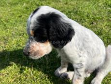 Продаю щенков Английского сейтера 