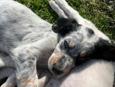 Продаю щенков Английского сейтера 