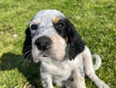 Продаю щенков Английского сейтера 